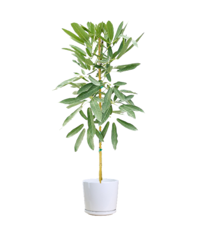 Silver Trumpet Tree